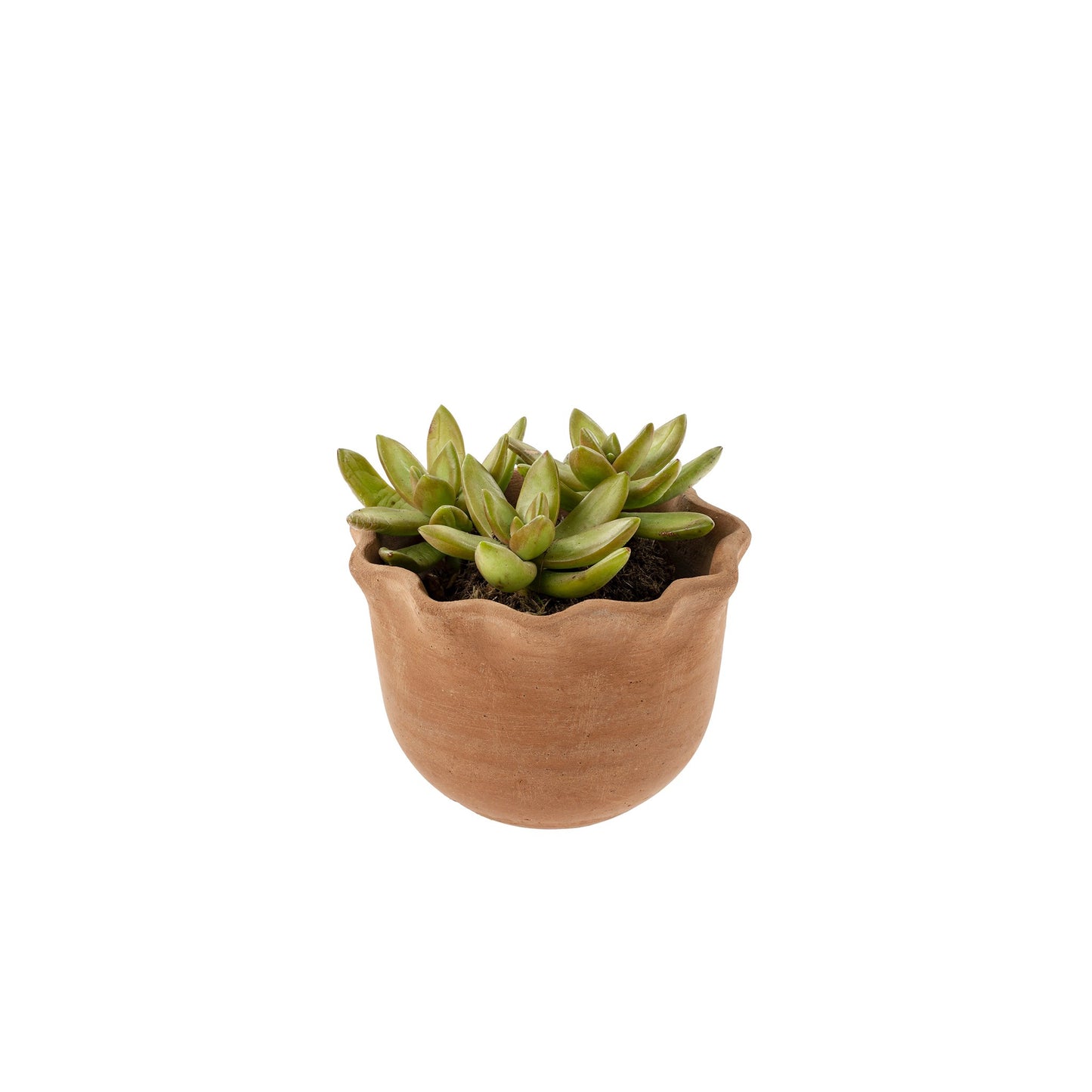 Pie crust Pot