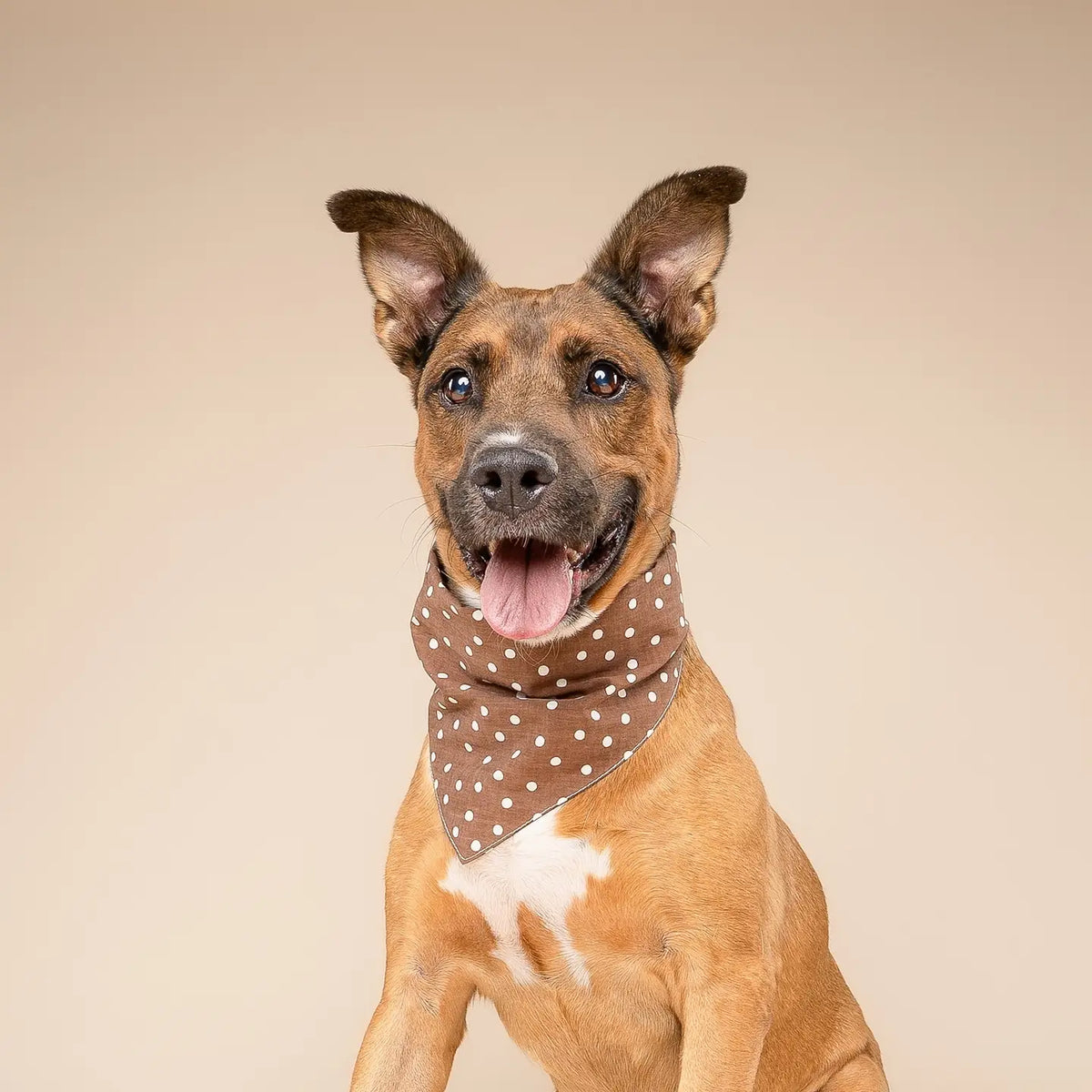 Chocolate Dot Dog Bandana