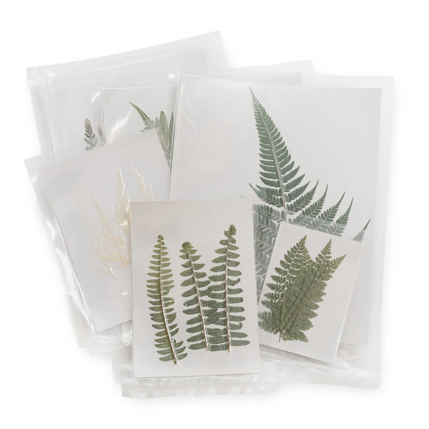 Pressed Flower Collection