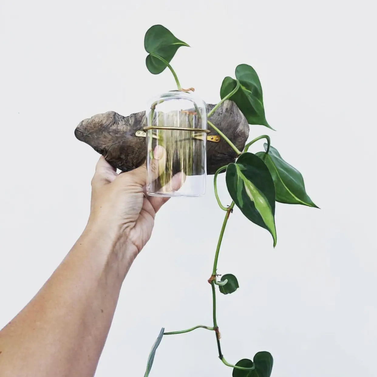 Floral Driftwood Propagation Wall Planter