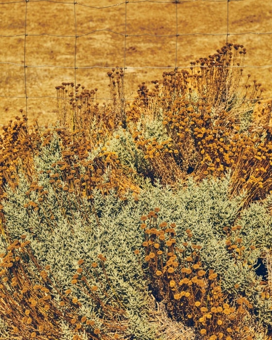 Tanya Holland's California Soul