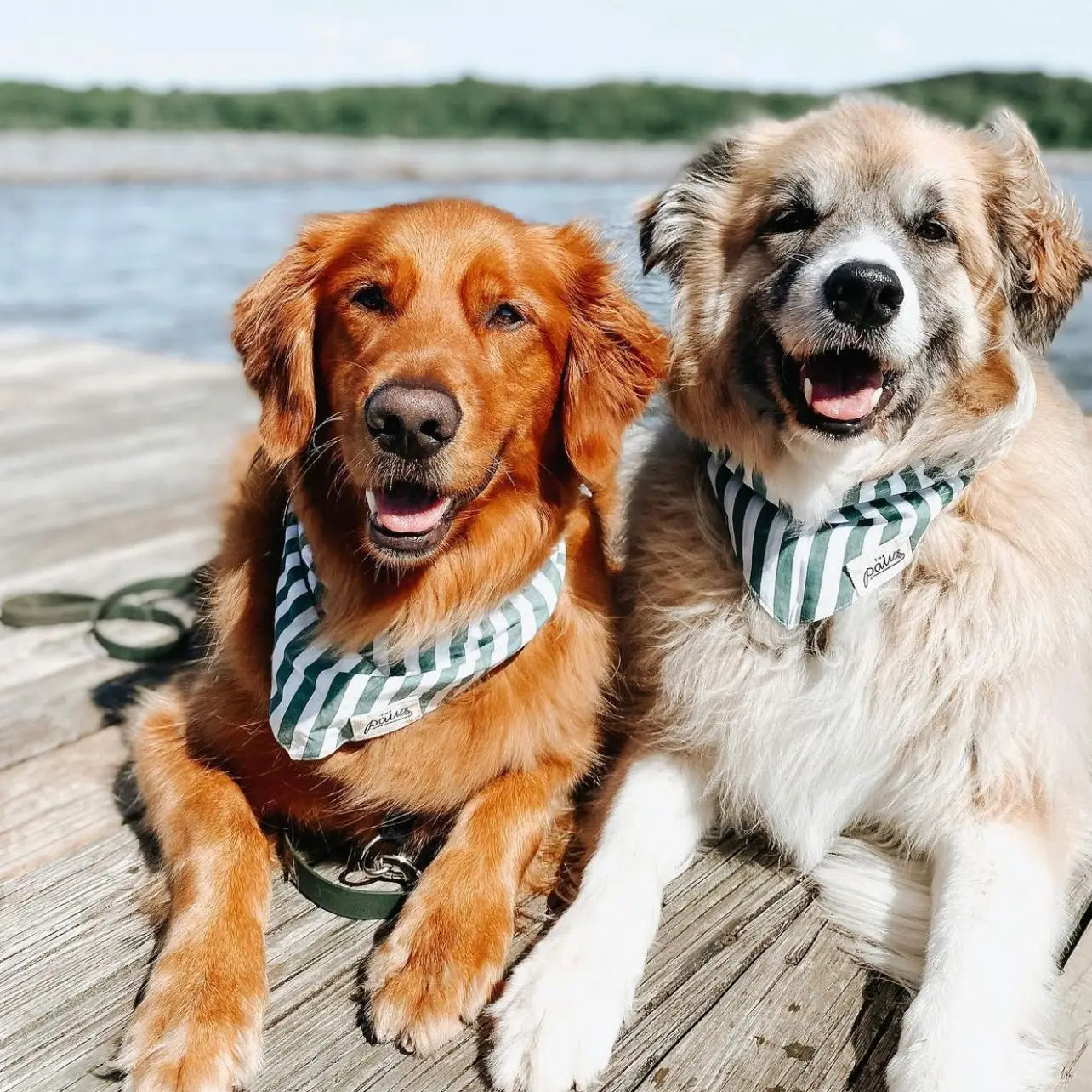 Crew Dog Bandana