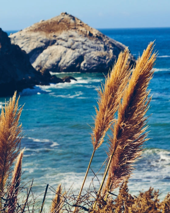 Tanya Holland's California Soul