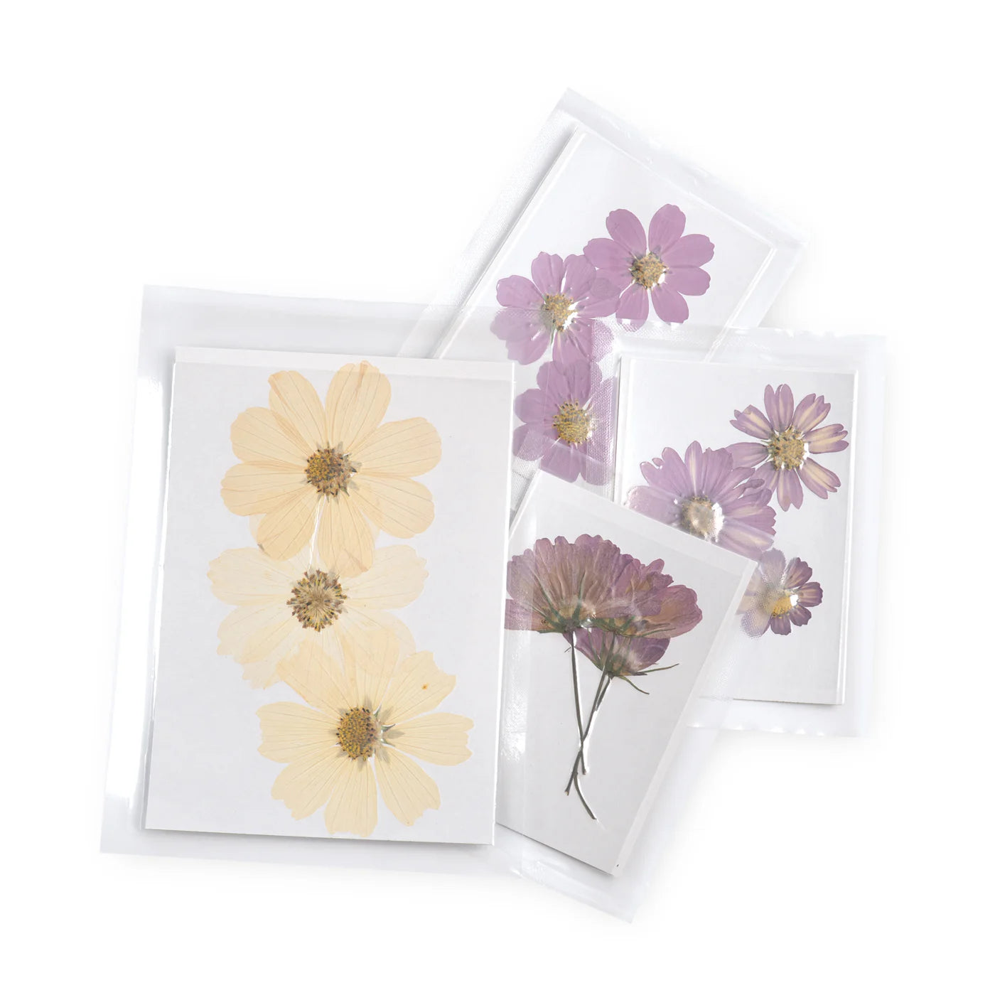 Pressed Flower Collection