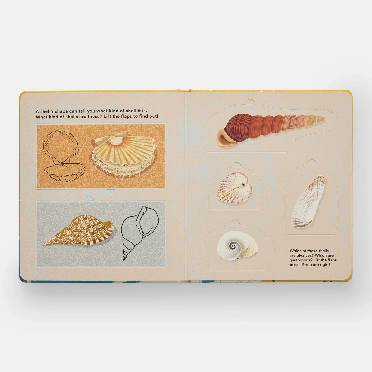 Shells... and What They Hide Inside