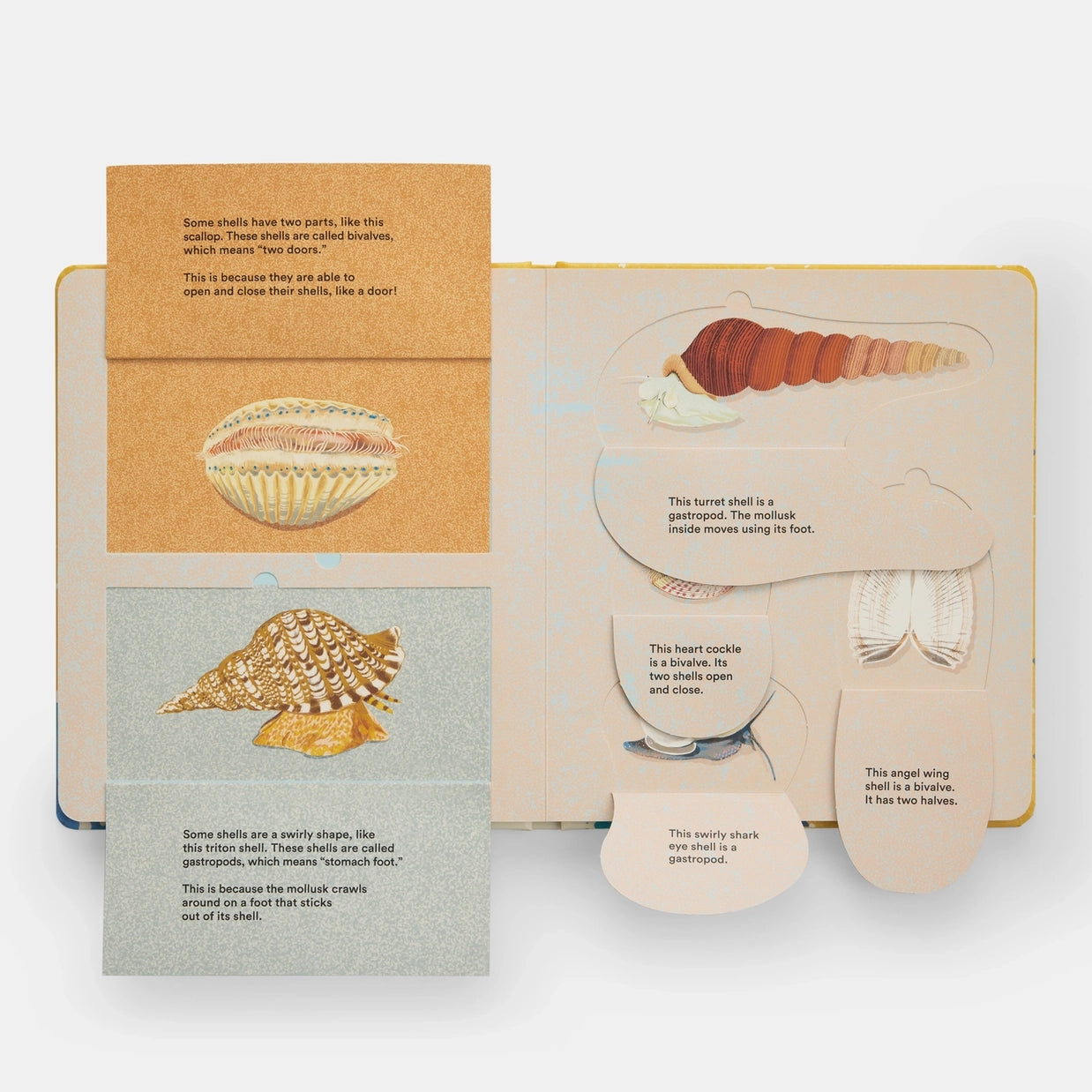 Shells... and What They Hide Inside