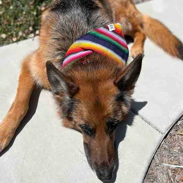 Dog Bandana