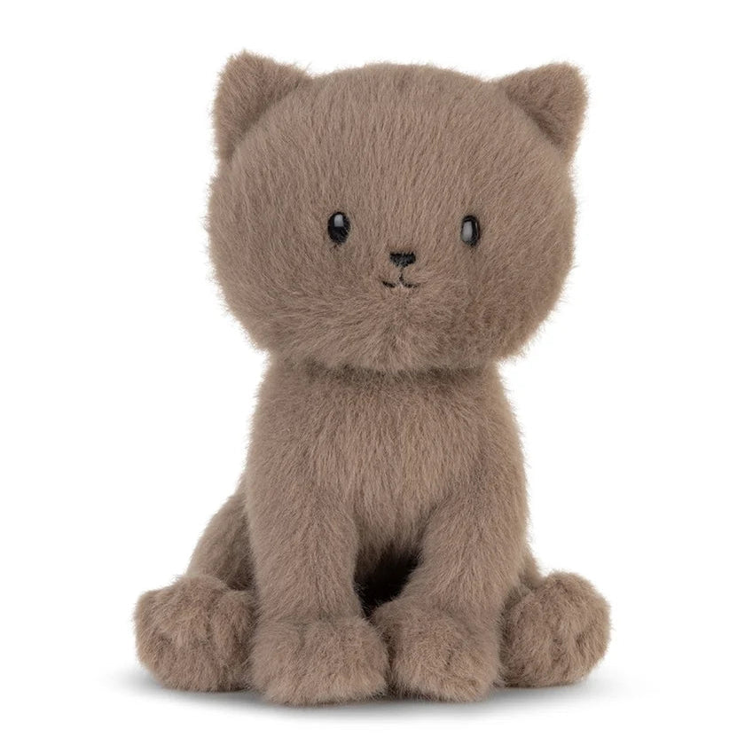 Freddy the British Shorthair