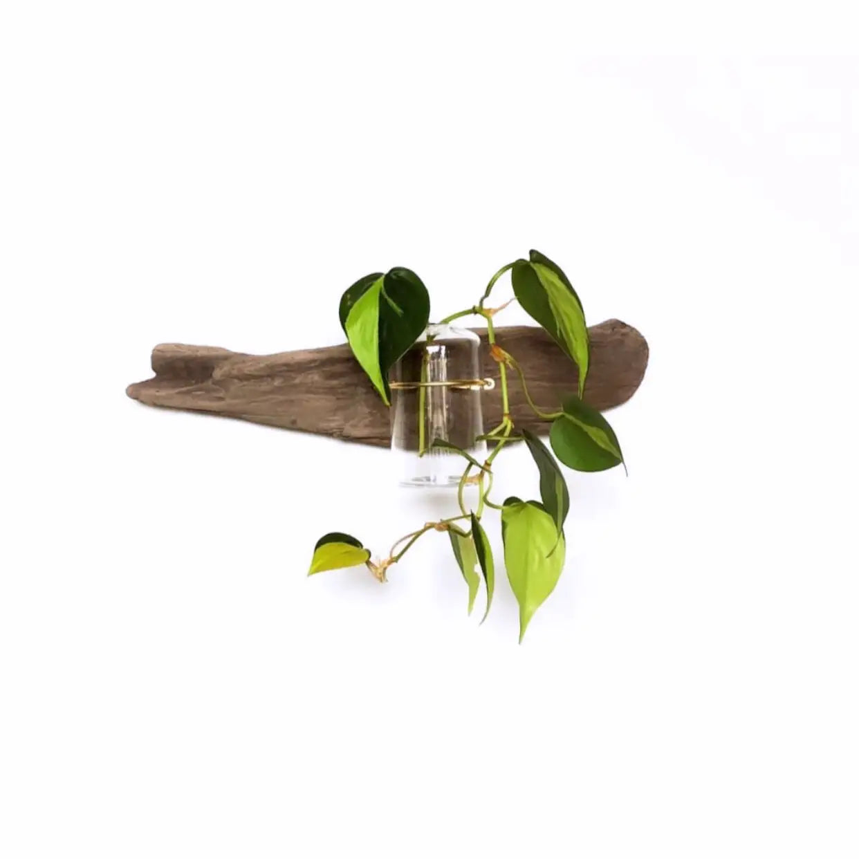 Floral Driftwood Propagation Wall Planter