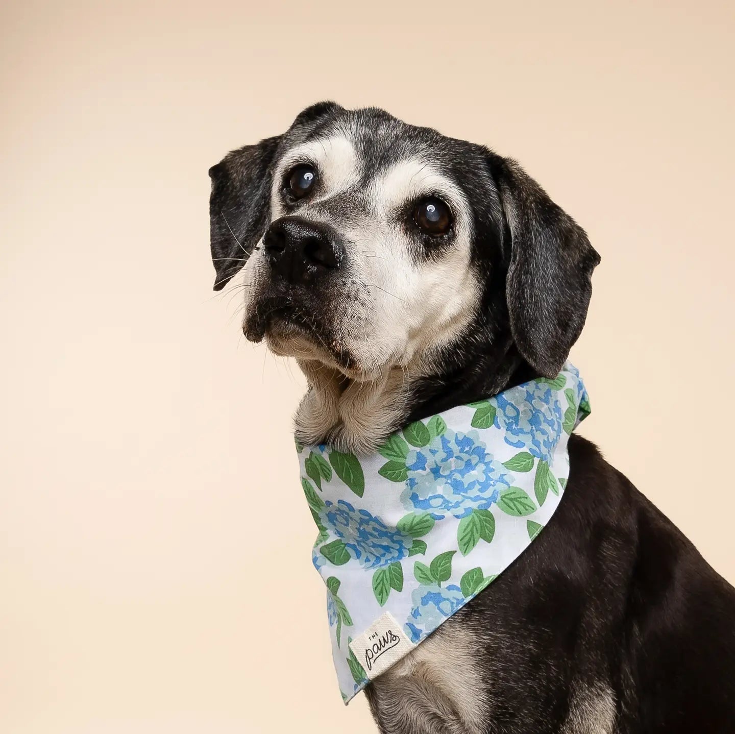 Sconset Dog Bandana
