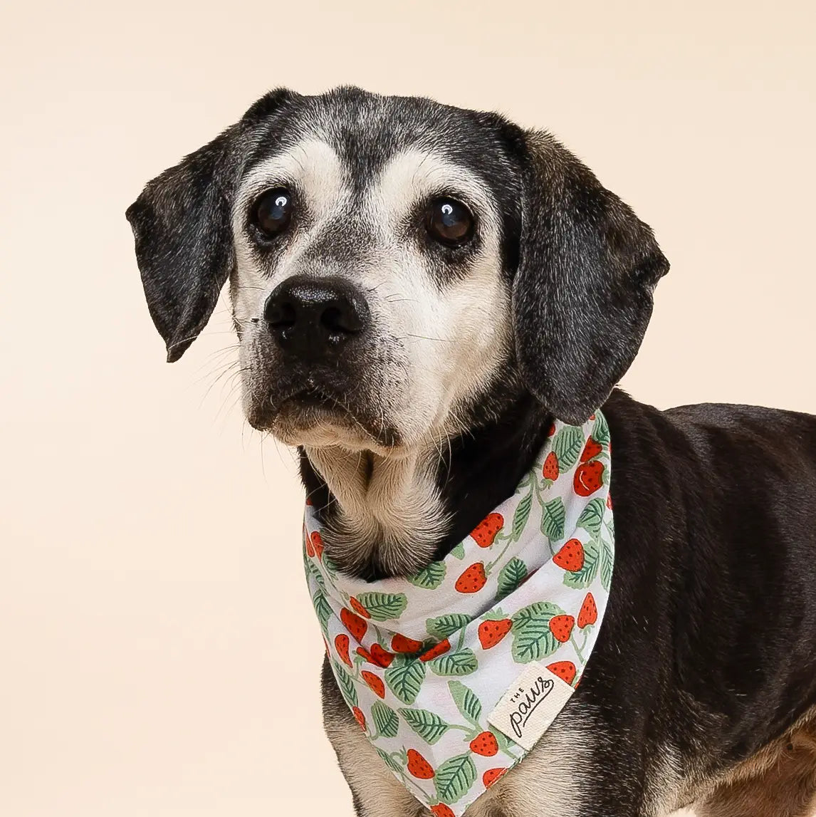 Henley Dog Bandana