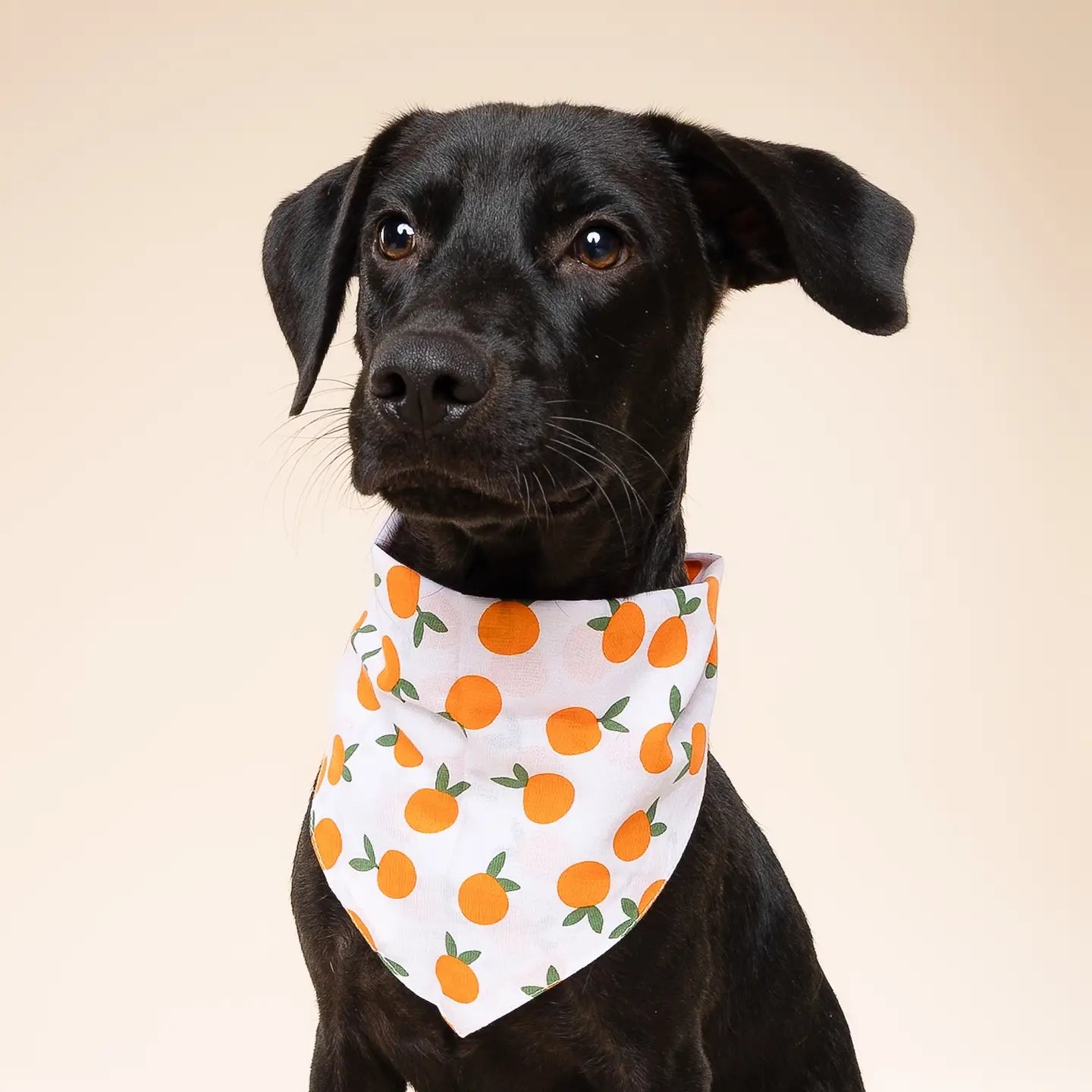 Clementine Dog Bandana
