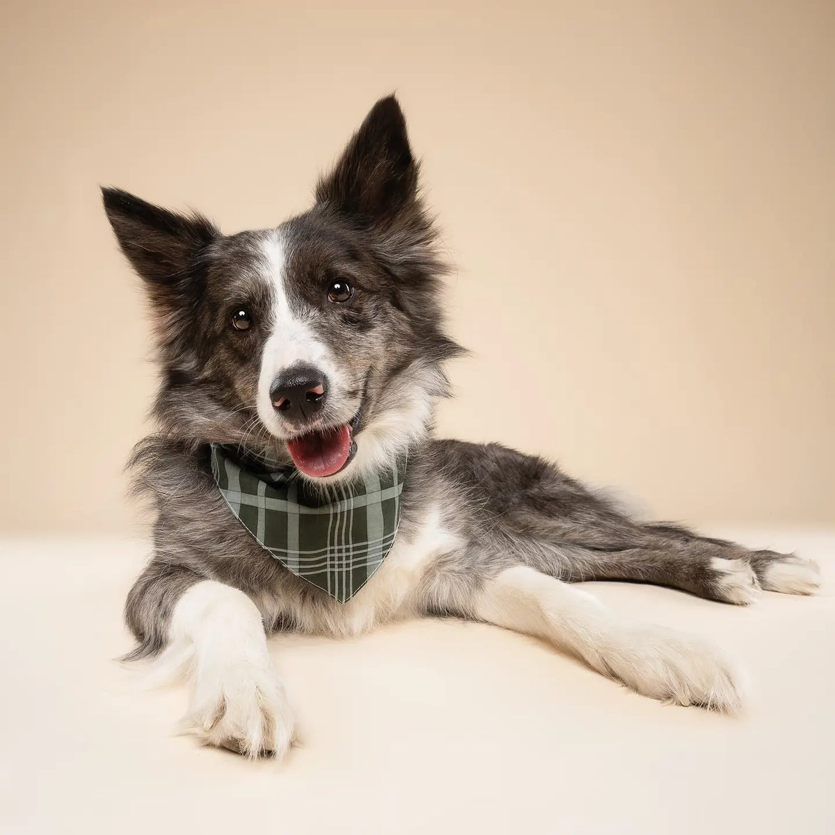 Pine Winter Dog Bandana