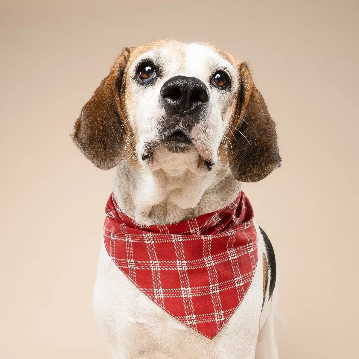 Cider Dog Bandana