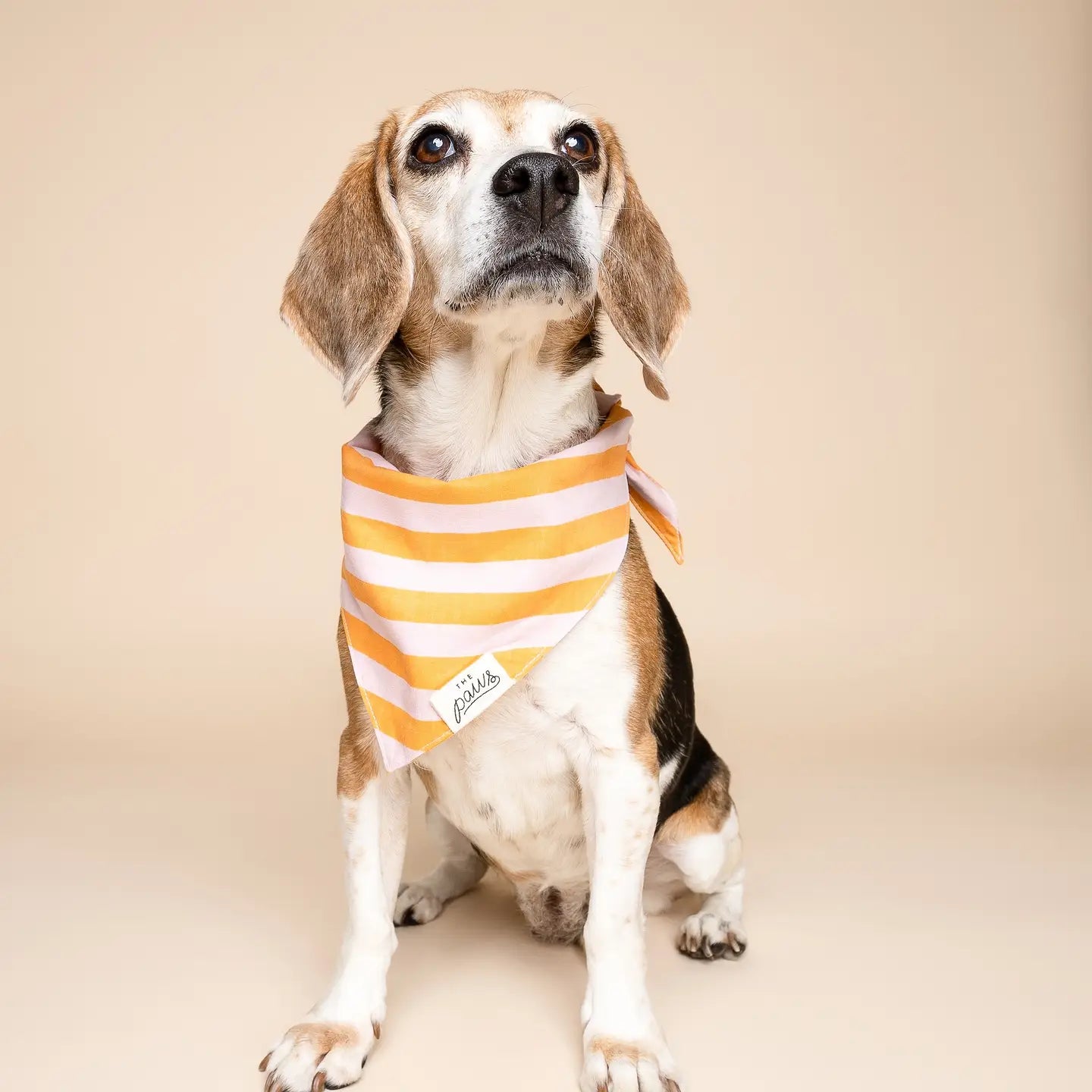 Nusa Dog Bandana
