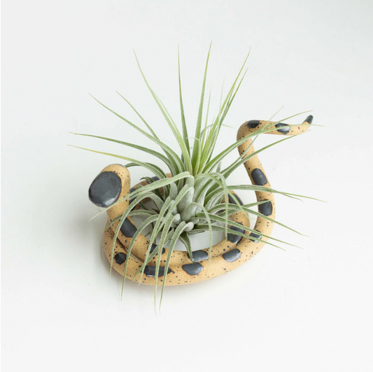 Ceramic Snake with Air Plant, Medium